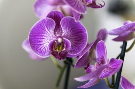 orchidej